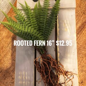Rooted Fern 16''