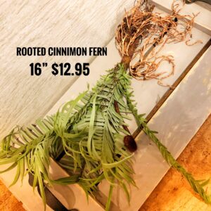 Rooted Cinnamon Fern 16''